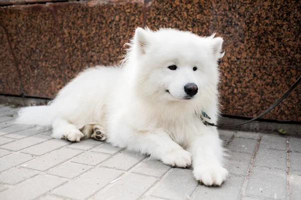 Cão Feliz Raça Samoyed Samoyed Cão Tem Uma Disposição Amigável — Fotografia de Stock