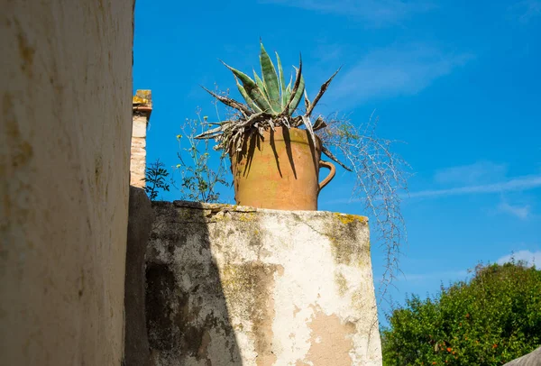 Maceta Aloe Contra Cielo Azul — Foto de Stock