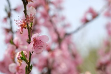 Çiçek açan şeftali ağacı, bahar. Metin için boşluk