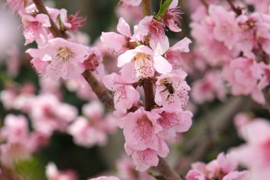 Çiçek açan şeftali ağacı, bahar. Metin için yer