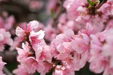 Çiçek açan şeftali ağacı, bahar. Metin için boşluk