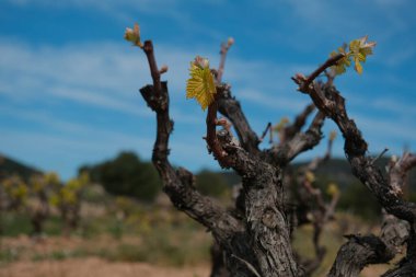 Üzüm bağları olan bir manzara. Sant Pere de Ribes, Garraf, Barcelona ili, Katalonya