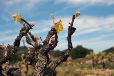 Üzüm bağları olan bir manzara. Sant Pere de Ribes, Garraf, Barcelona ili, Katalonya