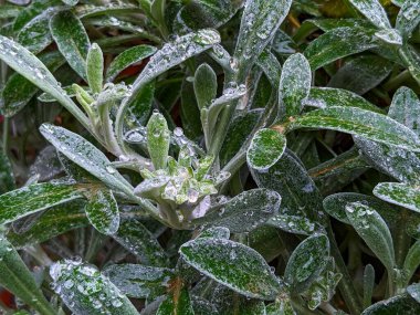 Yağmurdan sonra taze yeşil, bahar zamanı.