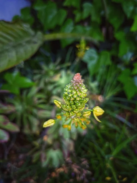 Frisches Grün Nach Dem Regen Frühlingszeit — Stockfoto