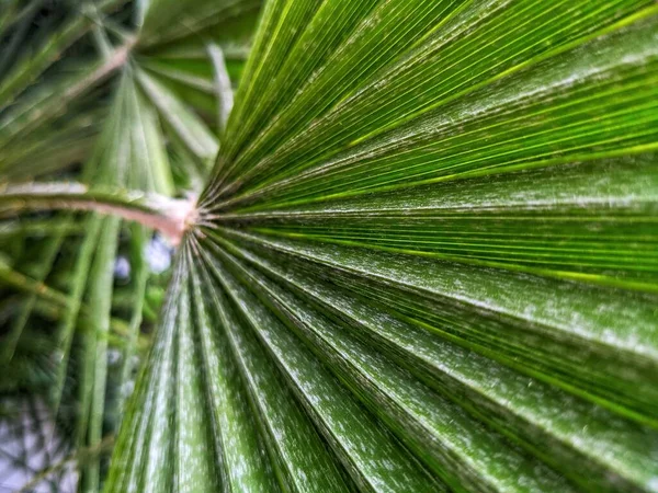 Verde Fresco Após Chuva Tempo Primavera — Fotografia de Stock