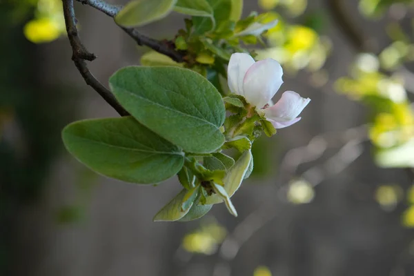 Blossoming Quince Tree Spring Time — стоковое фото