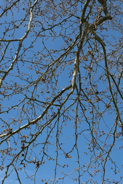 London Plane Platanus Acerifolia Also Known London Planetree Hybrid Plane — стокове фото