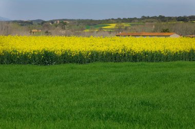 Parlak sarı kolza tohumu tarlası. Açan kolza tohumu