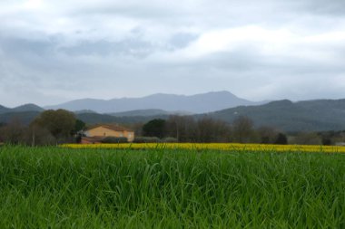 Parlak sarı kolza tohumu tarlası. Açan kolza tohumu. Kırsal alan, İspanya