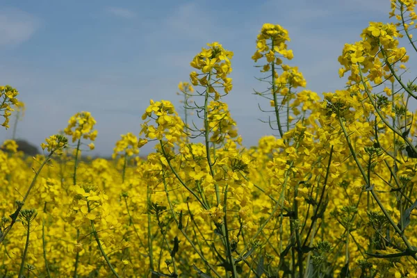 Bright Yellow Rapeseed Field Blooming Rapeseed — Stock Photo, Image