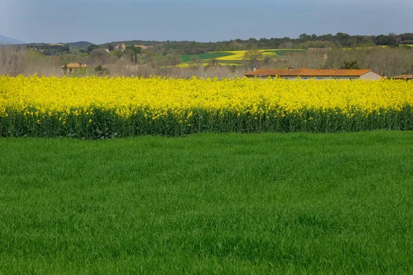 Bright Yellow Rapeseed Field Blooming Rapeseed — Fotografia de Stock