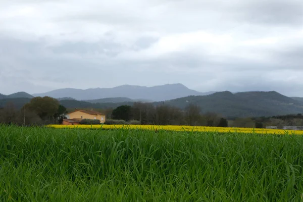 Jasnożółte Pole Rzepaku Kwitnący Rzepak Krajobraz Wiejski Hiszpania — Zdjęcie stockowe