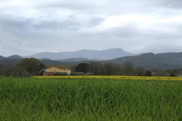 Jasnożółte Pole Rzepaku Kwitnący Rzepak Krajobraz Wiejski Hiszpania — Zdjęcie stockowe