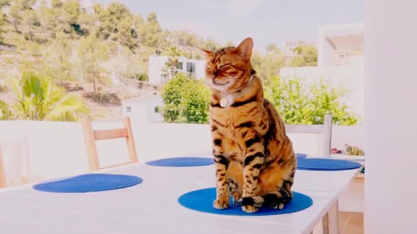 Bengal Domestic Cat Sits Table Dinner — Vídeo de Stock