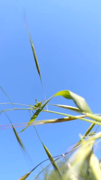 Grön Gräshoppa Gräset Mot Den Blå Himlen — Stockvideo