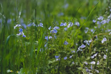 Bahar zamanı tomurcuklanan narin çiçekleri unutma. Doğal çiçekli arka plan, bulanık arkaplan.