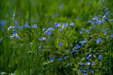 Bahar zamanı tomurcuklanan narin çiçekleri unutma. Doğal çiçekli arka plan, bulanık arkaplan.