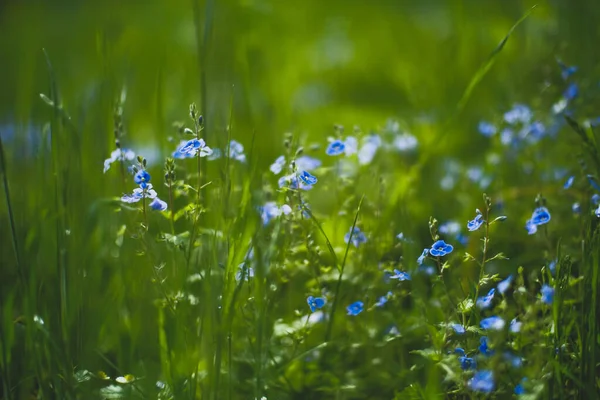 Glöm Mig Inte Ömma Blommor Blommar Våren Naturlig Blommig Bakgrund — Stockfoto