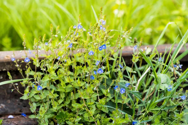 Vergeet Niet Tere Bloemen Bloeien Lente Natuurlijke Bloemen Achtergrond Wazig — Stockfoto