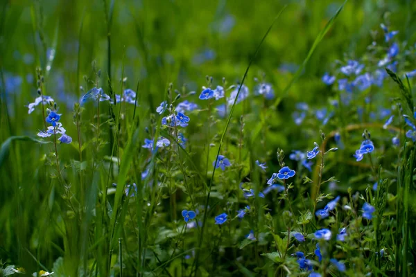 Bahar zamanı tomurcuklanan narin çiçekleri unutma. Doğal çiçekli arka plan, bulanık arkaplan.