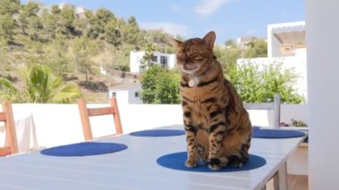 Bengal domestic cat sits on the table after dinner