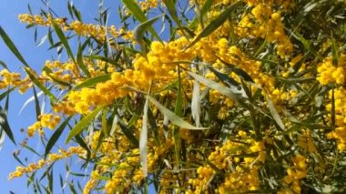 Güzel bir mimoza, Acacia deal bata. Yaklaş, seçici odaklanma