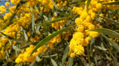 Güzel bir mimoza, Acacia deal bata. Yaklaş, seçici odaklanma