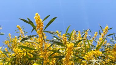 Güzel bir mimoza, Acacia deal bata. Yaklaş, seçici odaklanma