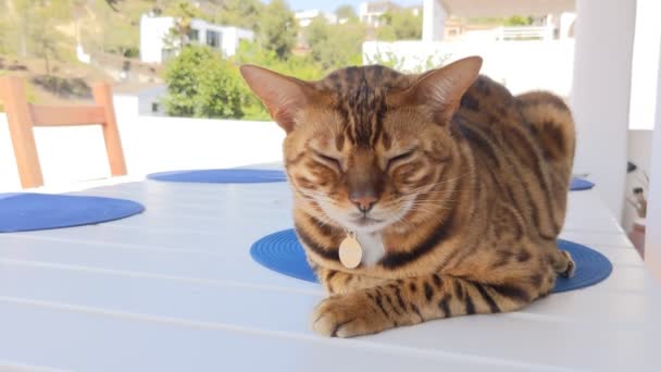 Bengal Domestic Cat Sits Table Dinner — Vídeo de Stock