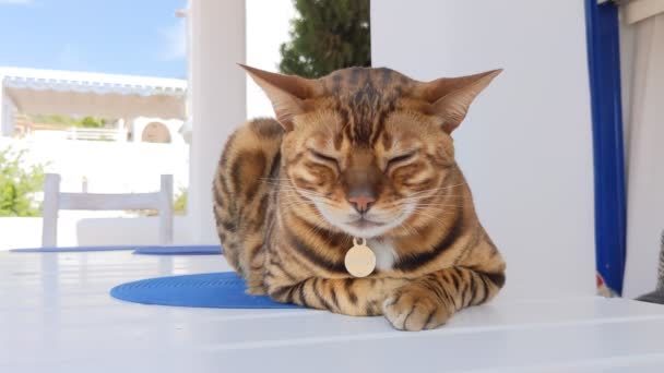 Bengal Domestic Cat Sits Table Dinner — Stockvideo