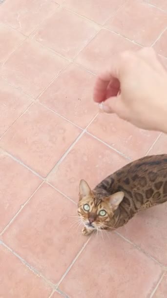 Γάτα Της Βεγγάλης Τρώει Από Χέρια Γάτα Σηκώθηκε Στα Δύο — Αρχείο Βίντεο