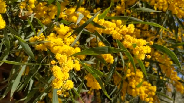 Hermosa Mimosa Floreciente Acacia Dealbata Primer Plano Enfoque Selectivo — Vídeos de Stock