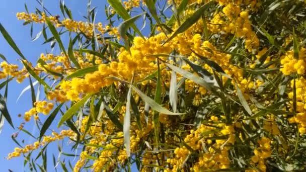 Hermosa Mimosa Floreciente Acacia Dealbata Primer Plano Enfoque Selectivo — Vídeos de Stock