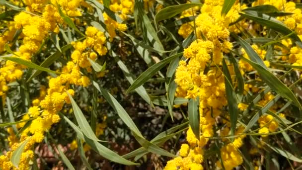 Mooie Bloeiende Mimosa Acacia Dealbata Close Selectieve Focus — Stockvideo