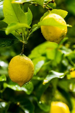 Ağaçta asılı olgun limonlar. Limon yetiştiriyorum. Ağaçta olgun limonlar. Seçici odaklanma ve kapatma.