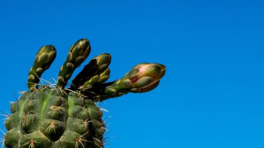 Mavi gökyüzüne karşı çiçek açan kaktüs. Metin için boşluk
