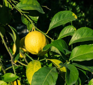 Ağaçta asılı olgun limonlar. Limon yetiştiriyorum. Ağacın üzerinde olgun limonlar. Seçici odaklanma ve kapatma.