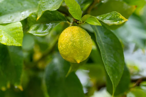 Mogna Citroner Hängande Ett Träd Jag Odlar Citron Mogna Citroner — Stockfoto