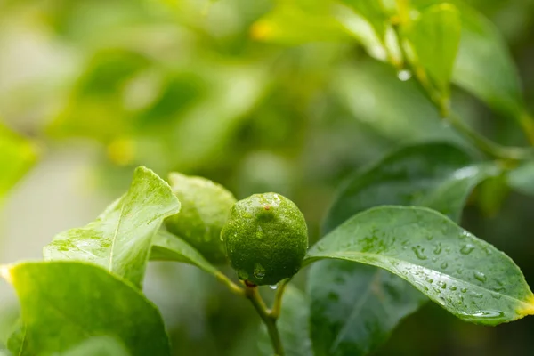 Незрілі Зелені Лимони Цитрусові Дереві Крупним Планом Копіювати Простір — стокове фото