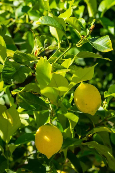 Reife Zitronen Hängen Einem Baum Eine Zitrone Anbauen Reife Zitronen — Stockfoto