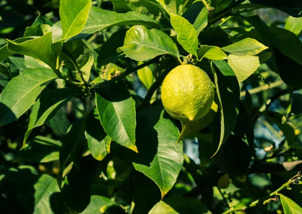 Reife Zitronen Hängen Einem Baum Eine Zitrone Anbauen Reife Zitronen — Stockfoto