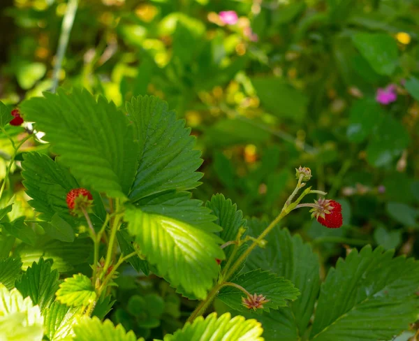Red Unripe Wild Strawberry Bush Berries Bush Forest — Stock Photo, Image