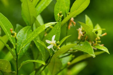 Ağaçta büyüyen yeni minik limonlar. Seçici odak, kapat