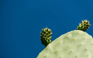 Mavi gökyüzü arka planında Kaktüs Opuntia