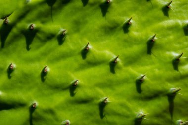 Kaktüs çiçeği arkaplanı, kapatın.