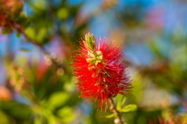Kırmızı şişe fırçası çiçeği. Şişe fırçası ya da Küçük John Cüce Callistemon. Seçici odak, bulanık arkaplan, metin için boşluk