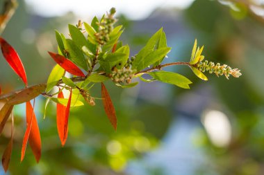 Kırmızı şişe fırçası çiçeği. Şişe fırçası ya da Küçük John Cüce Callistemon. Seçici odak, bulanık arkaplan, metin için boşluk