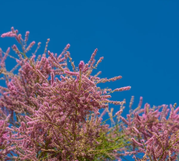 Tamarix Planta Com Flores Rosa Close Foco Seletivo Fundo Natural — Fotografia de Stock