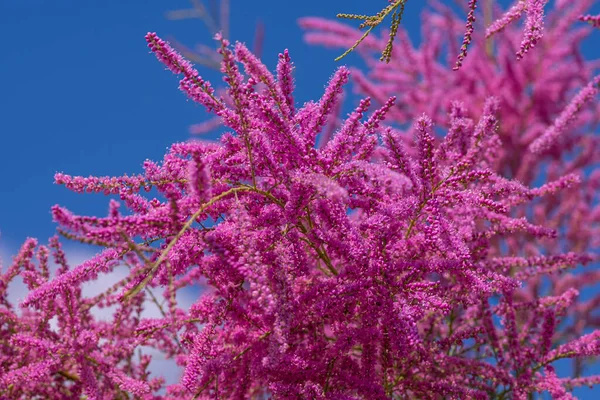 Тамарикс Розовыми Цветами Крупный План Выборочный Фокус Естественный Фон Местом — стоковое фото